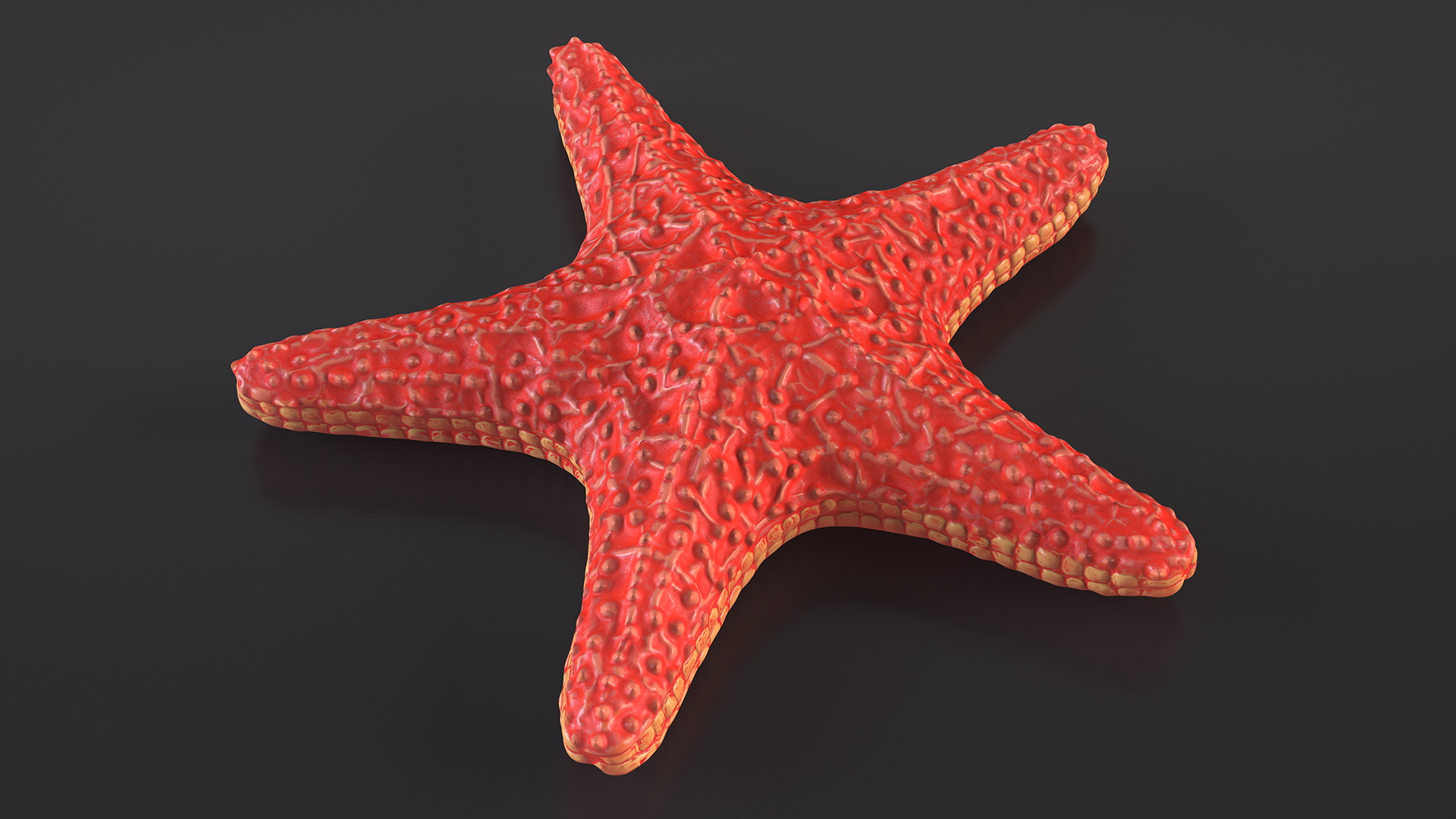 Sea Star Marine Invertebrate Red 3D