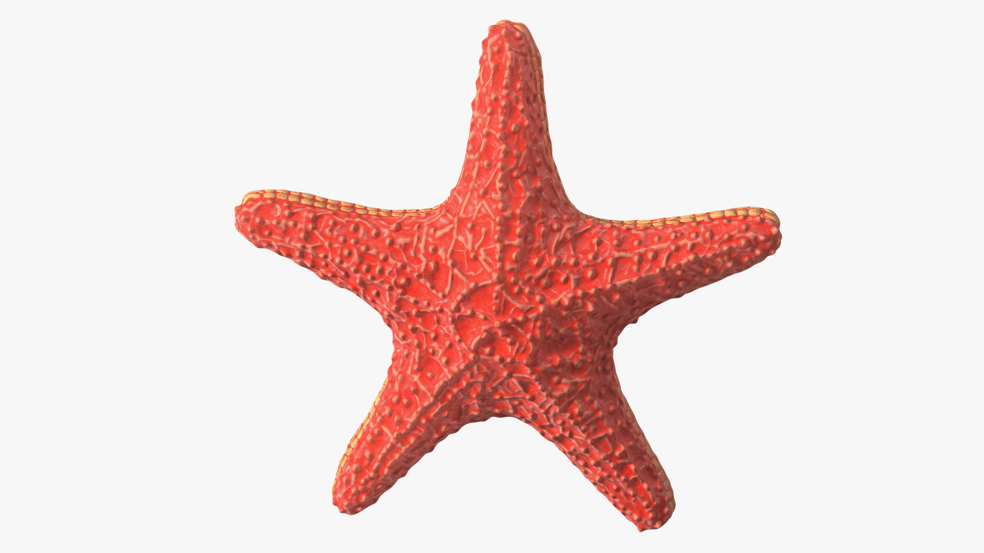 Sea Star Marine Invertebrate Red 3D