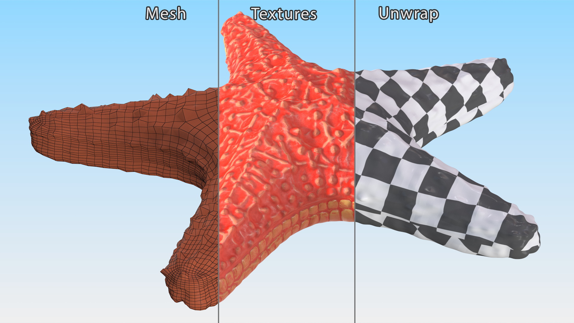 Sea Star Marine Invertebrate Red 3D