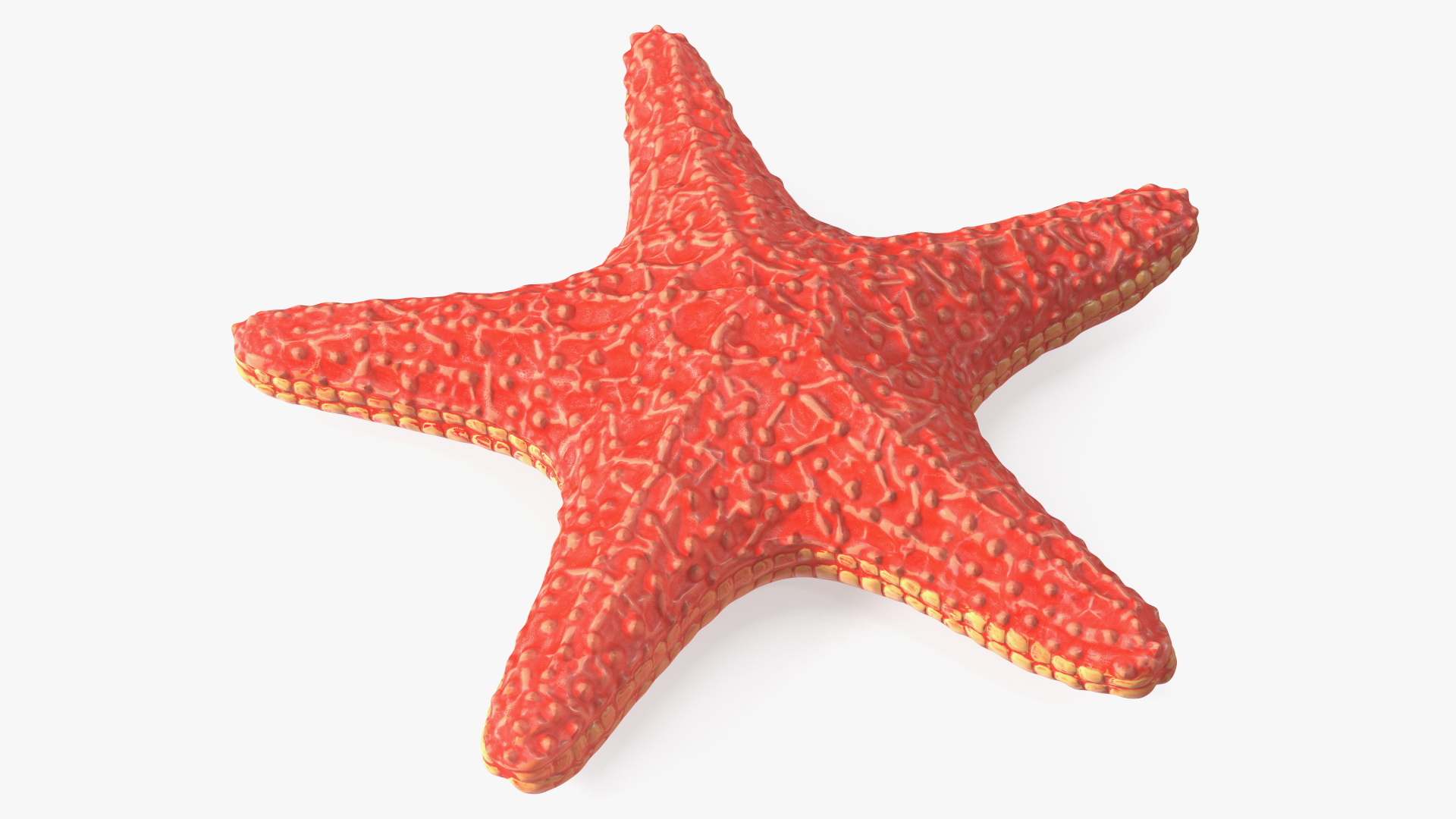Sea Star Marine Invertebrate Red 3D