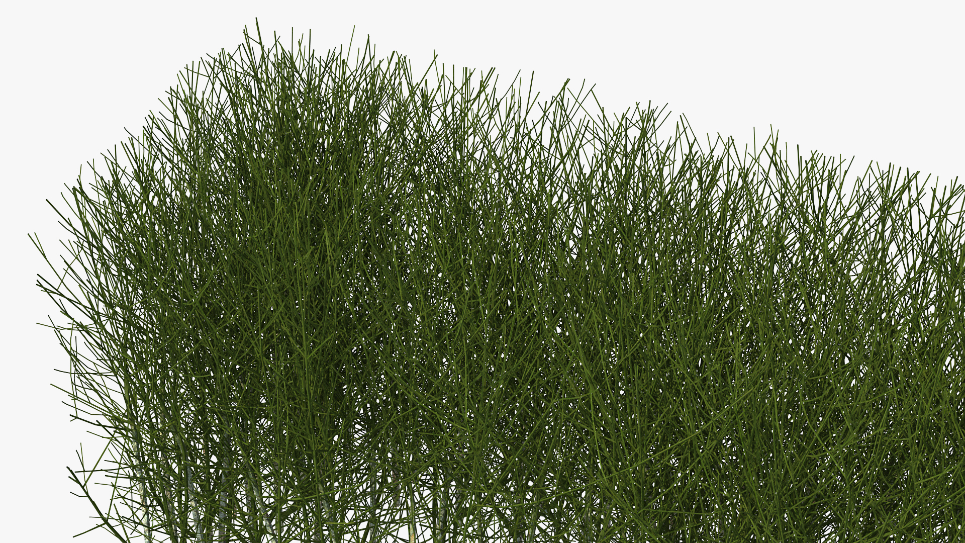 3D Shrub Branch Fence model