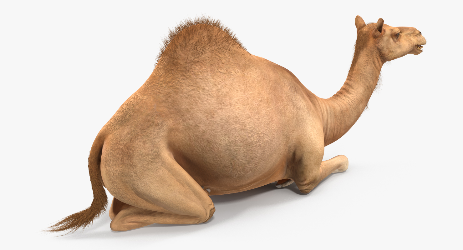 3D Camel Sitting Pose model