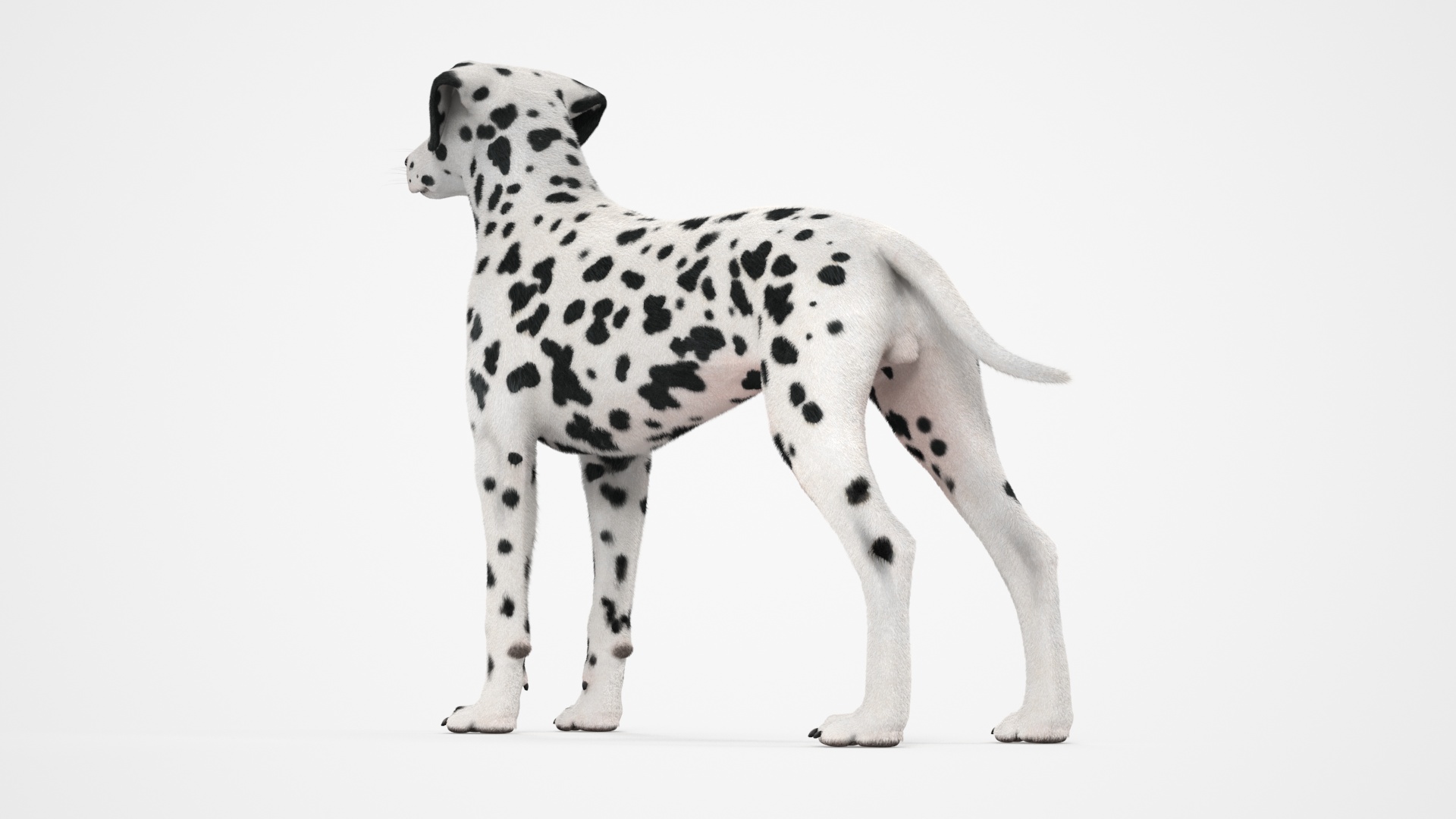 Dalmatian Dog Fur 3D