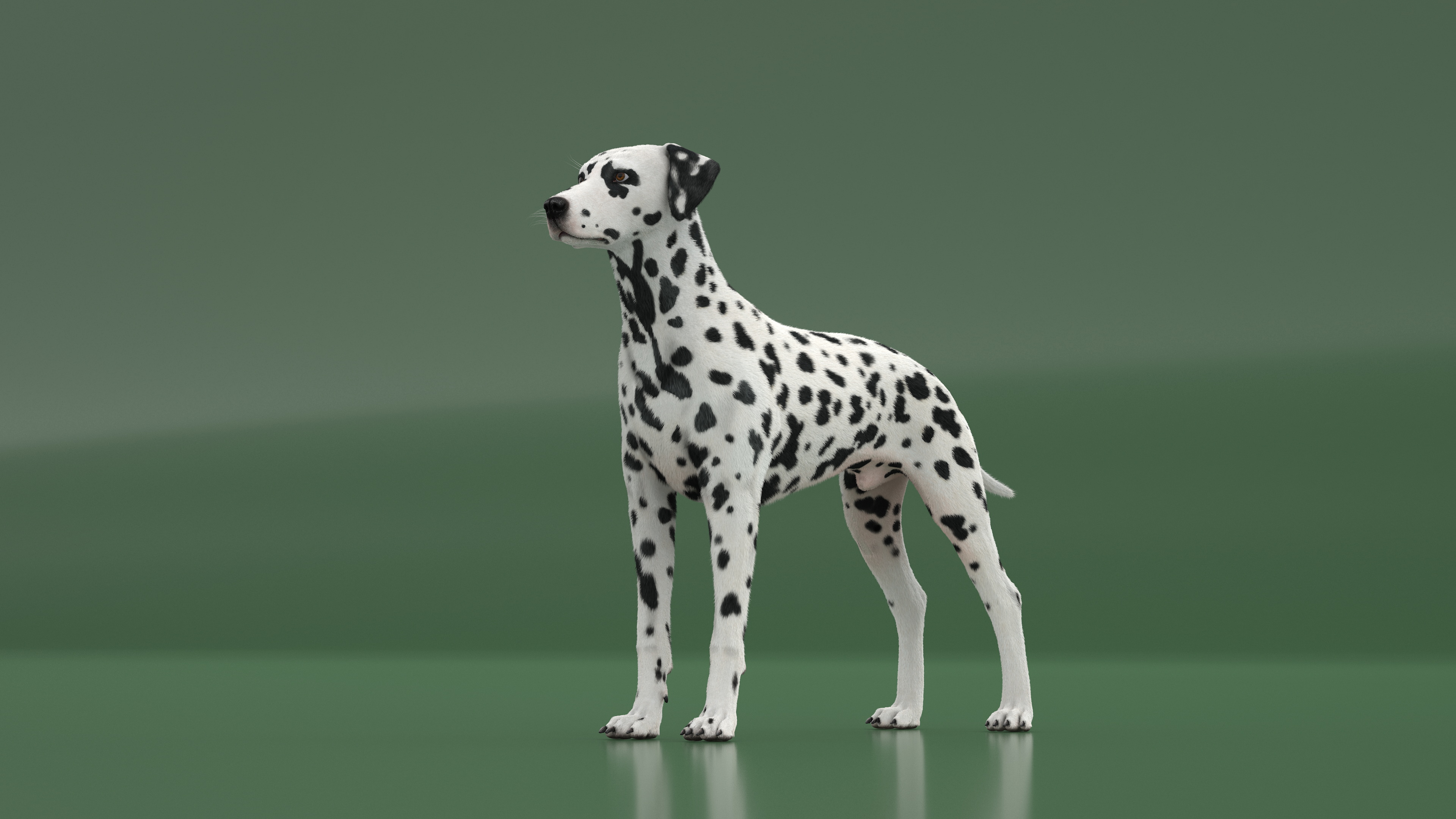 Dalmatian Dog Fur 3D