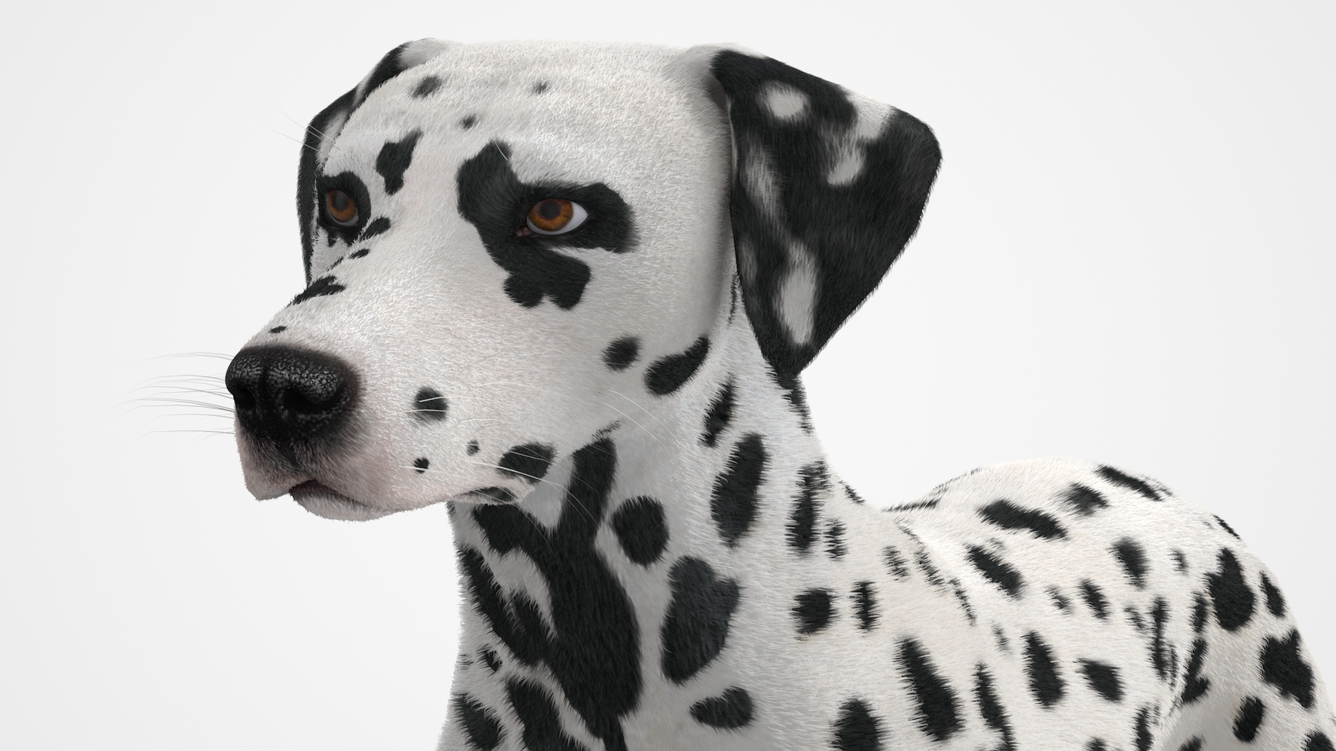 Dalmatian Dog Fur 3D