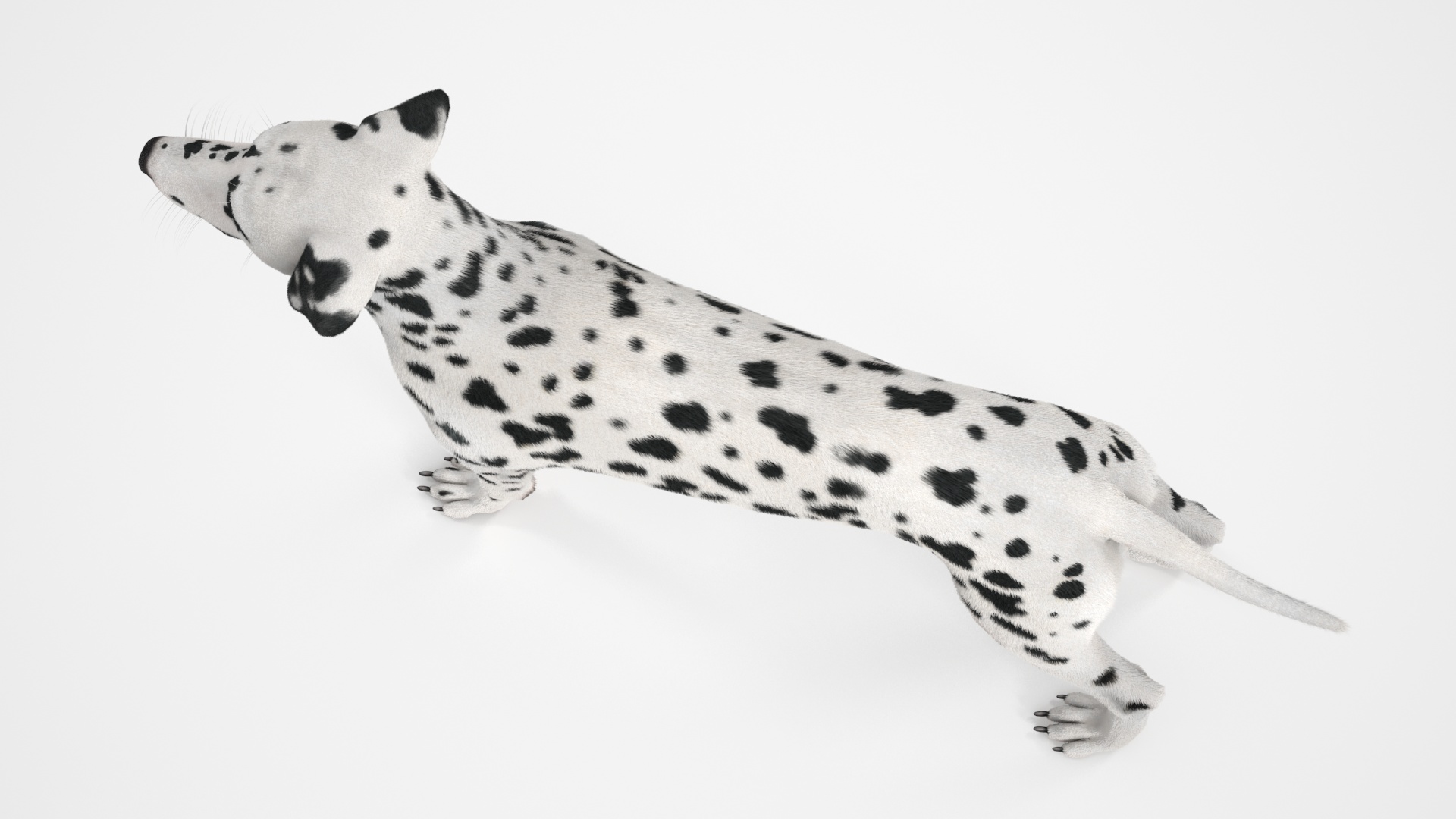 Dalmatian Dog Fur 3D