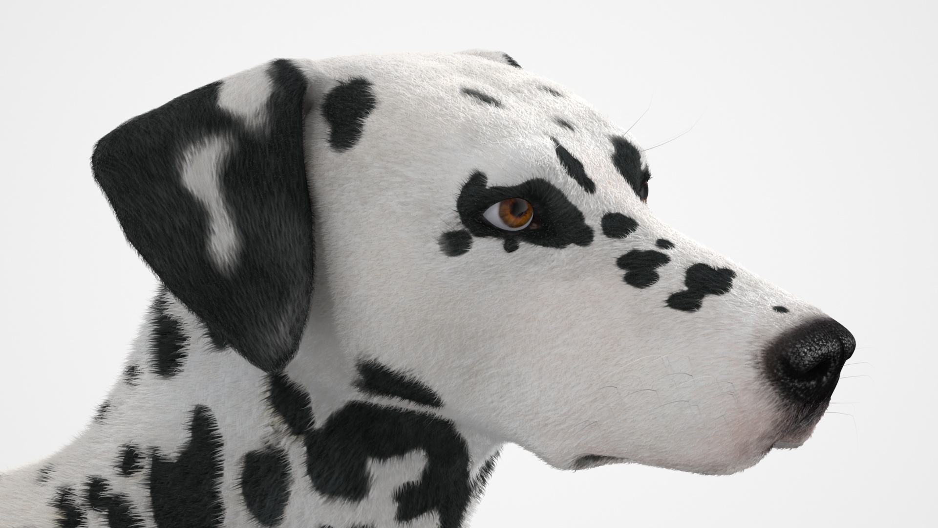 Dalmatian Dog Fur 3D