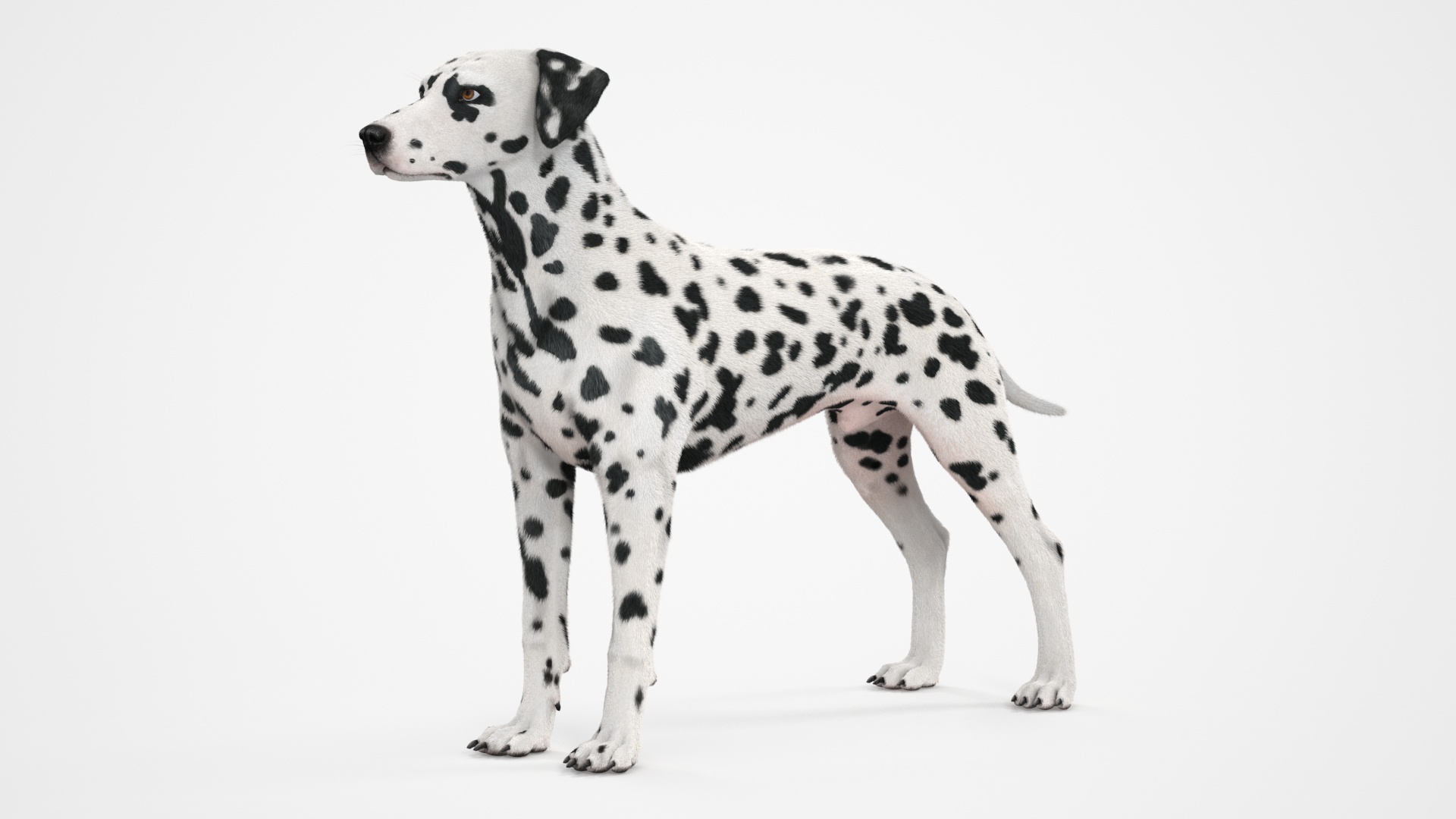 Dalmatian Dog Fur 3D