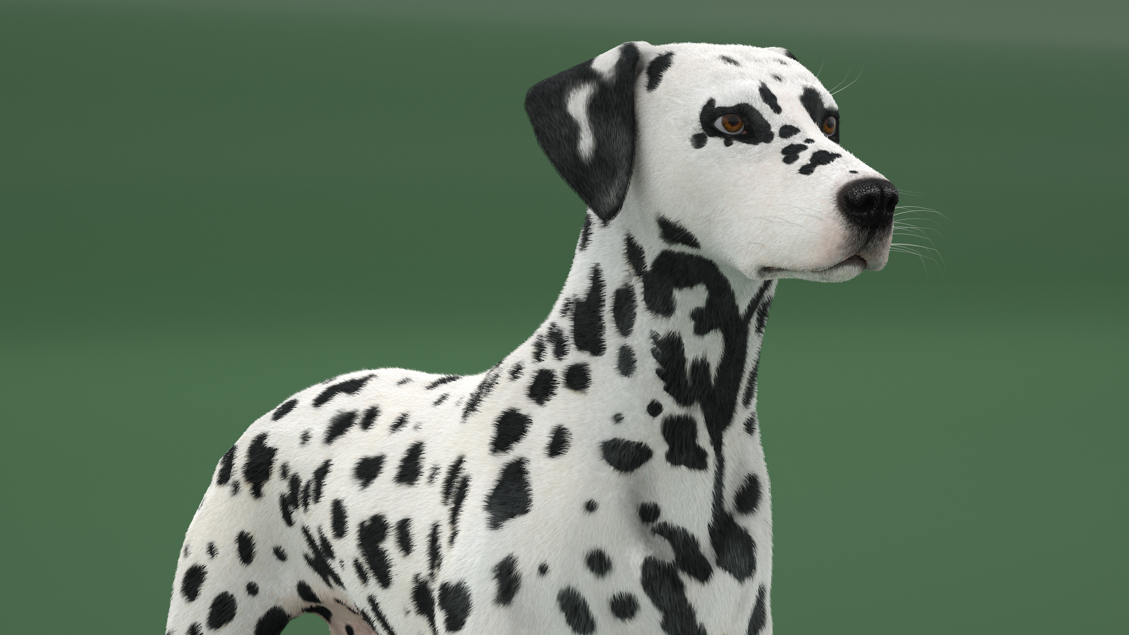 Dalmatian Dog Fur 3D