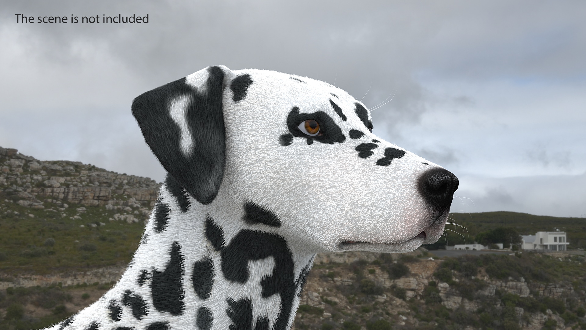 Dalmatian Dog Fur 3D