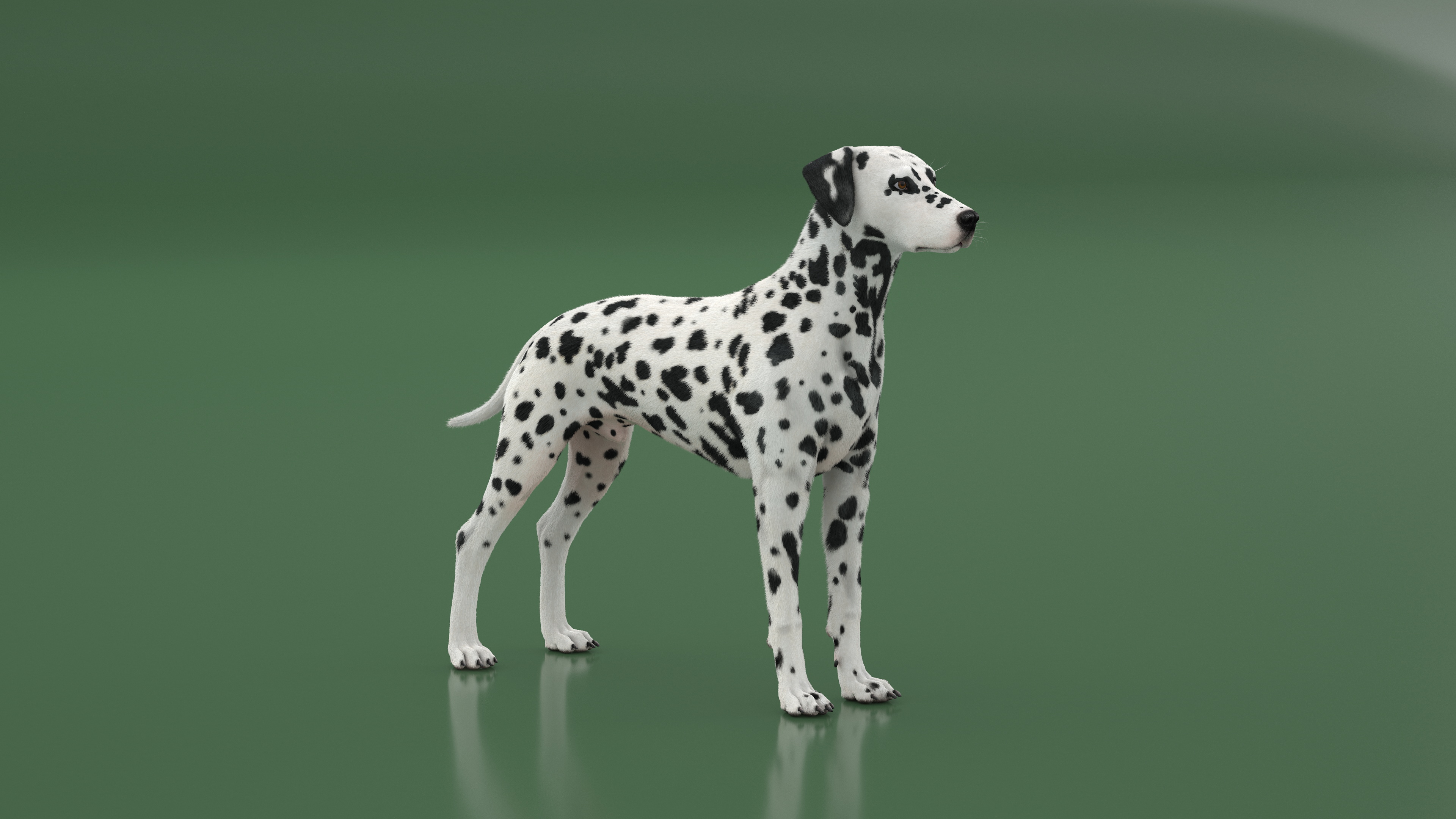Dalmatian Dog Fur 3D