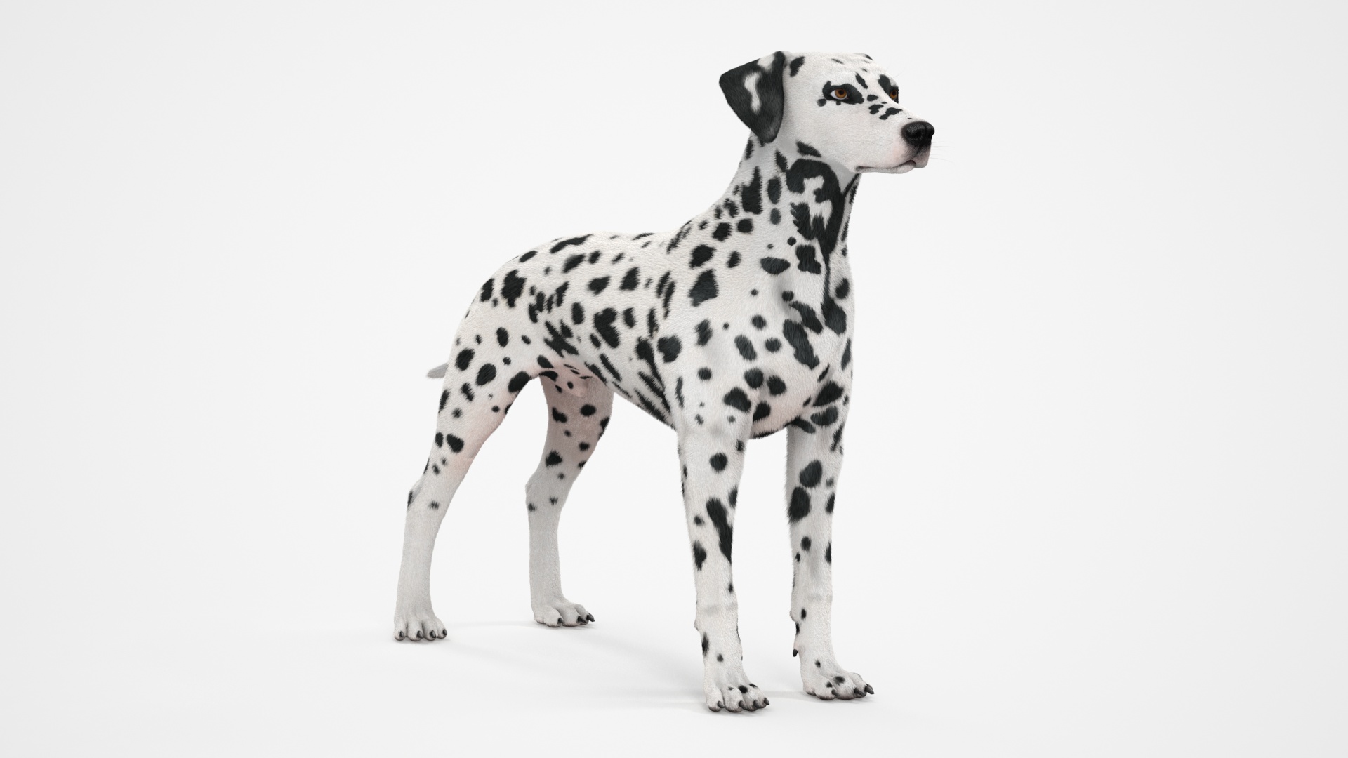 Dalmatian Dog Fur 3D