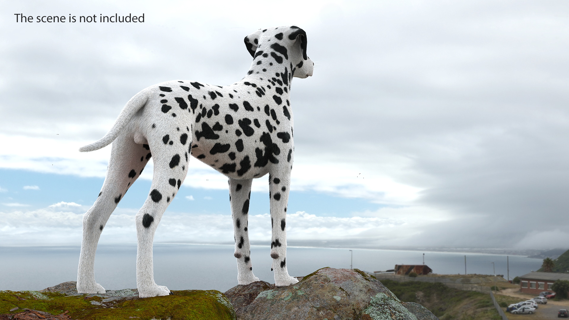 Dalmatian Dog Fur 3D