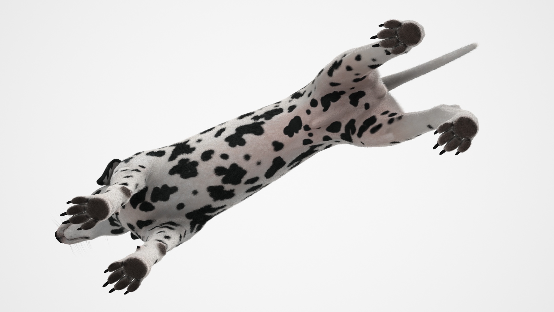 Dalmatian Dog Fur 3D