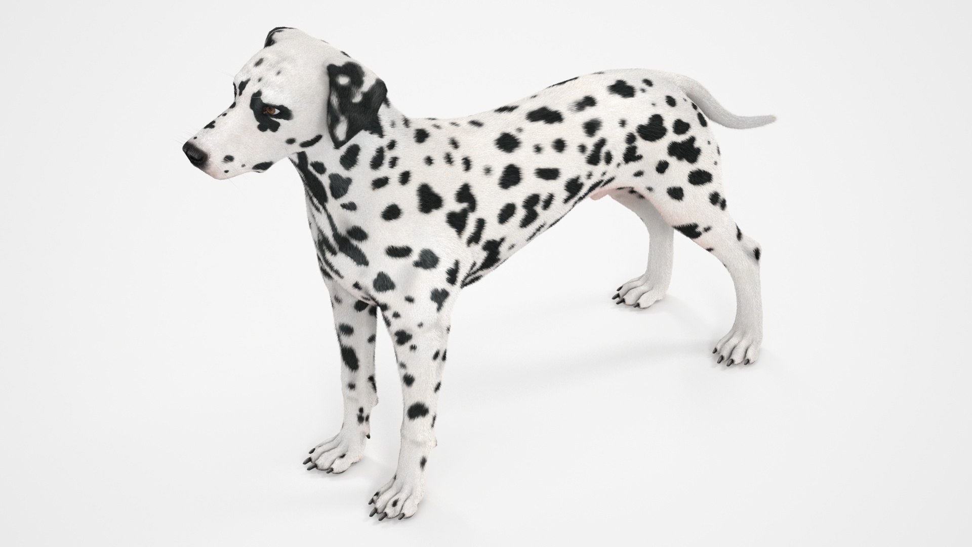 Dalmatian Dog Fur 3D