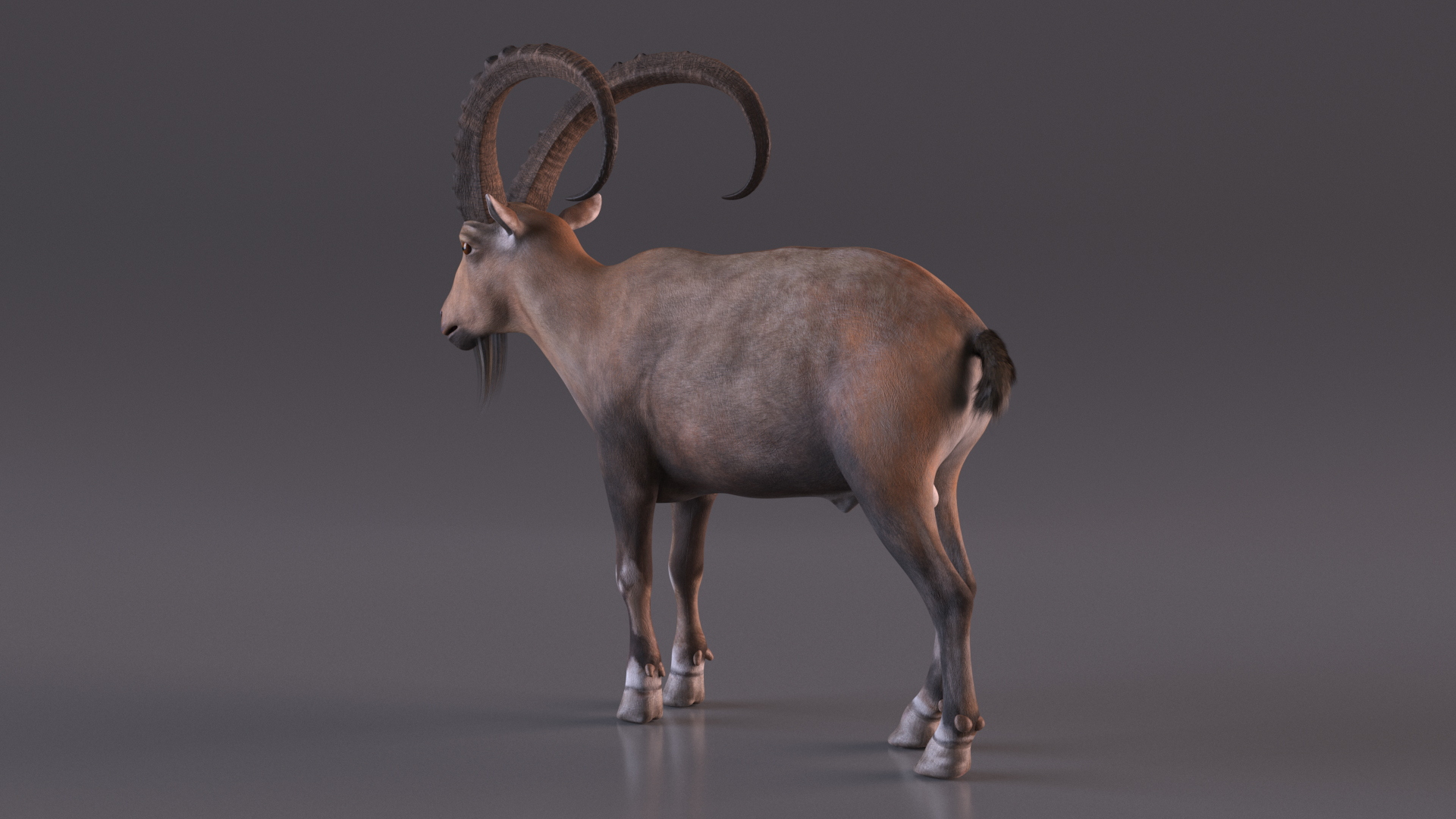 Alpine Ibex Stand Pose 3D