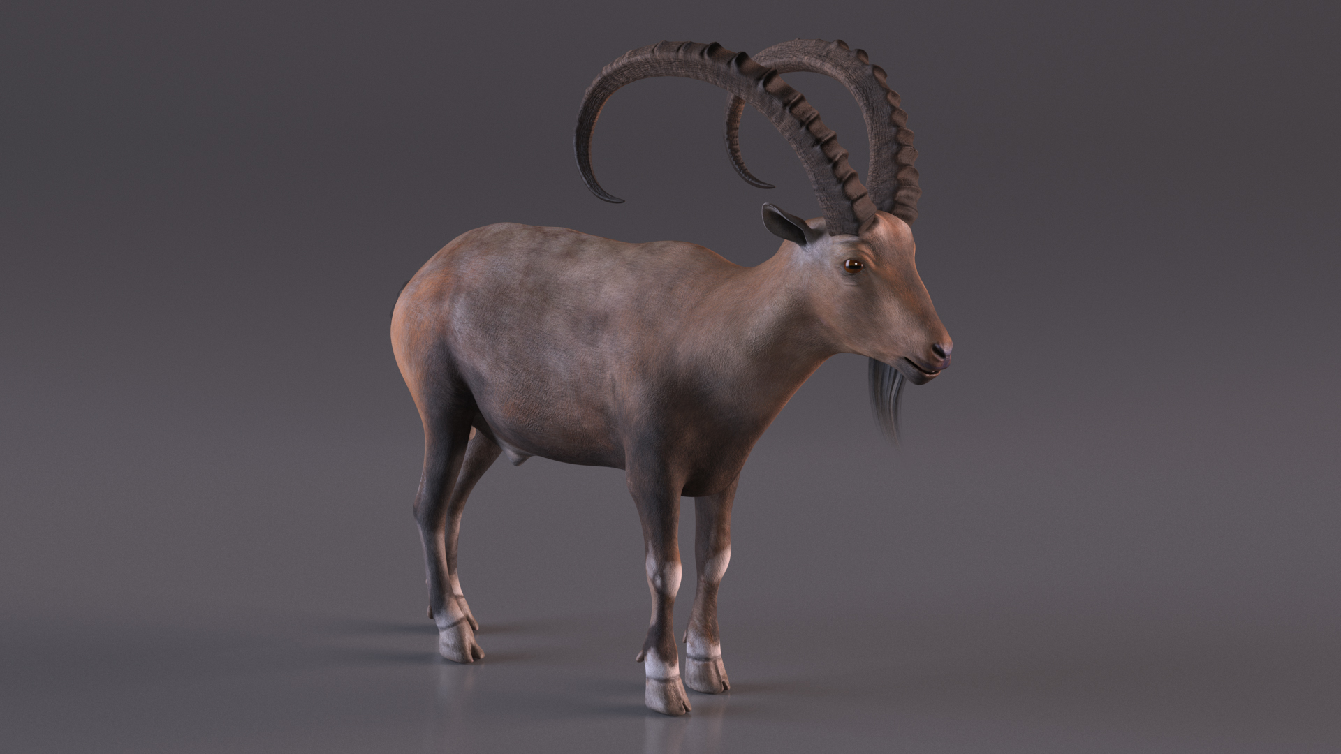 Alpine Ibex Stand Pose 3D