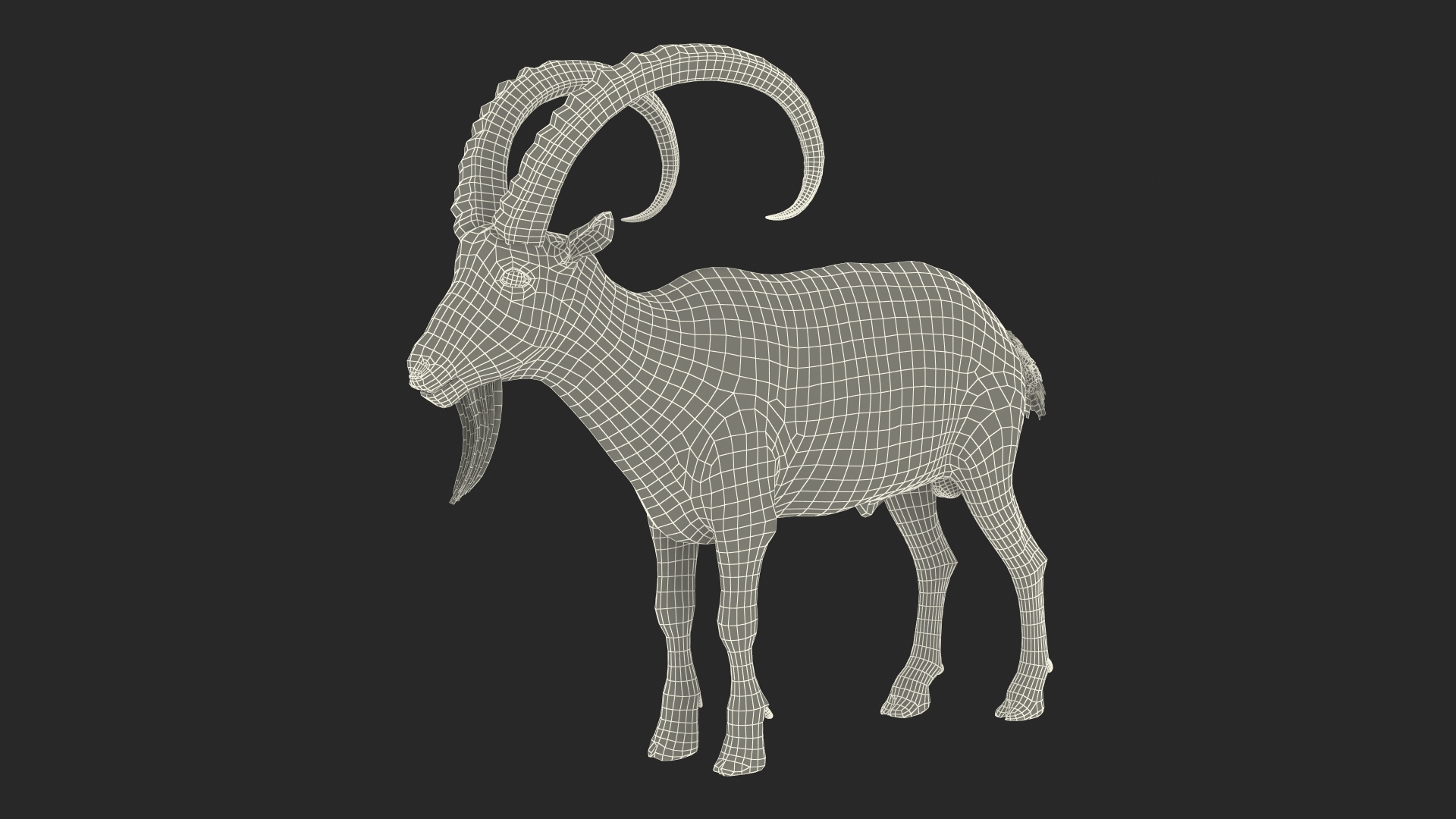 Alpine Ibex Stand Pose 3D