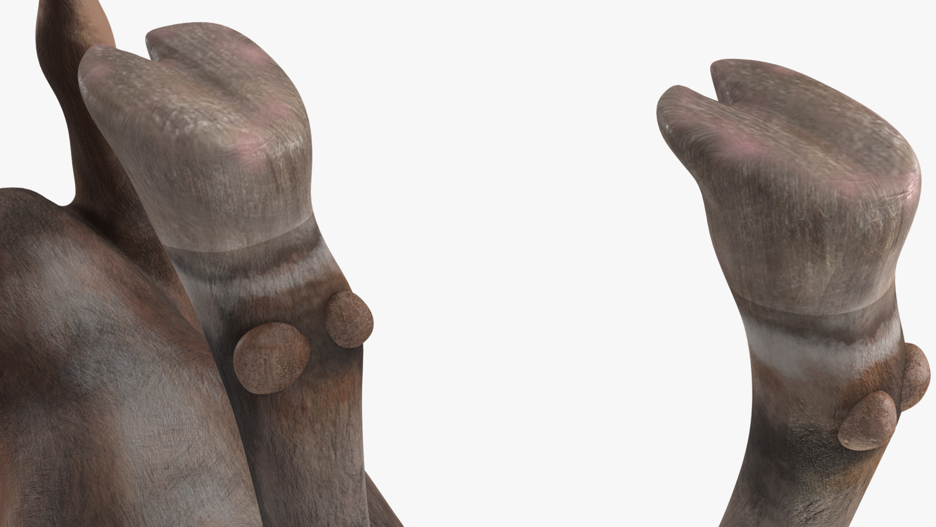 Alpine Ibex Stand Pose 3D