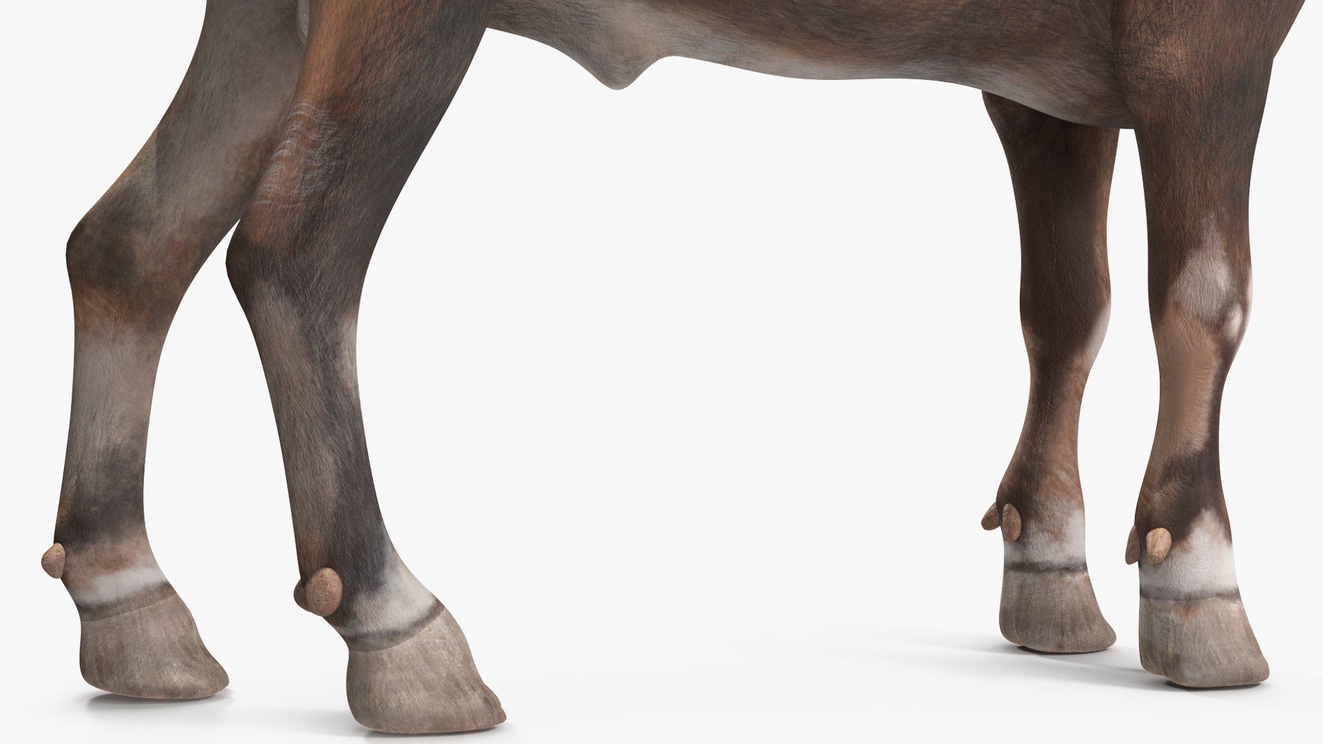 Alpine Ibex Stand Pose 3D