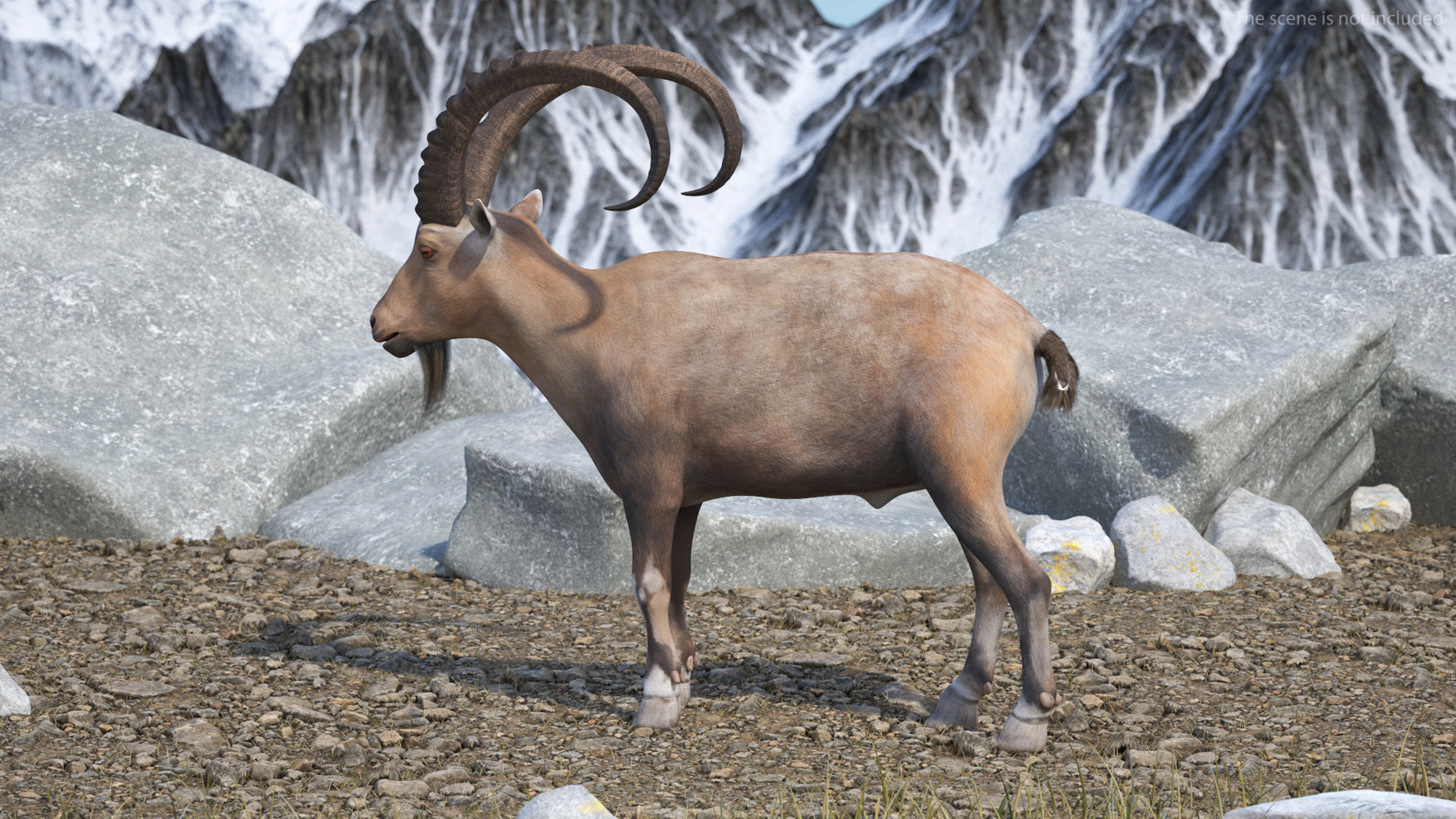 Alpine Ibex Stand Pose 3D