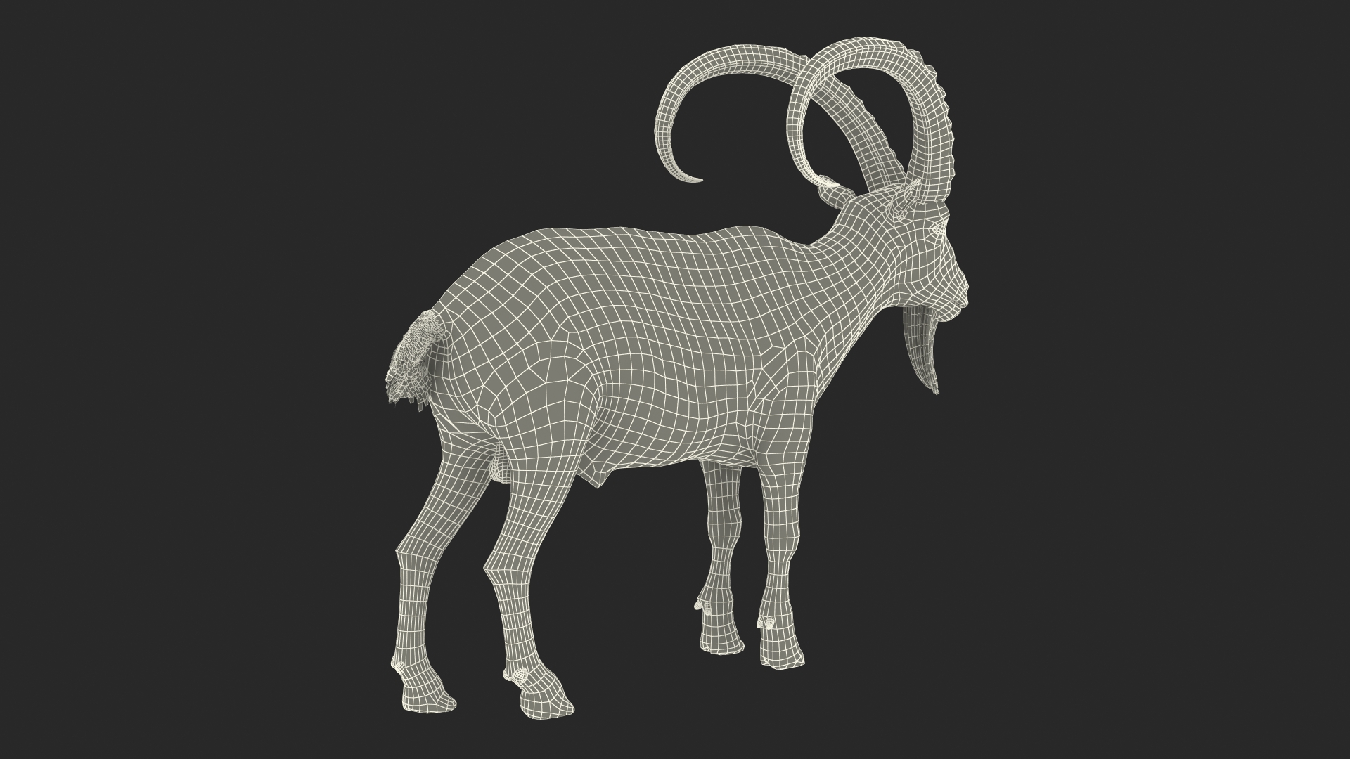 Alpine Ibex Stand Pose 3D