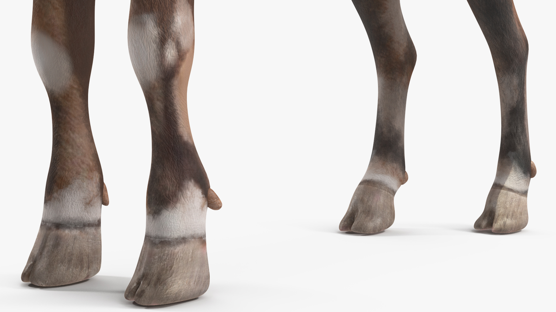 Alpine Ibex Stand Pose 3D