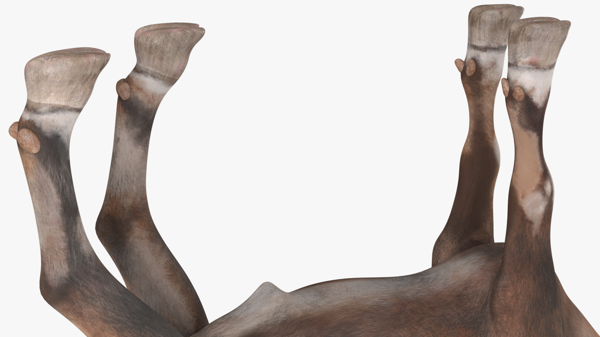 Alpine Ibex Stand Pose 3D