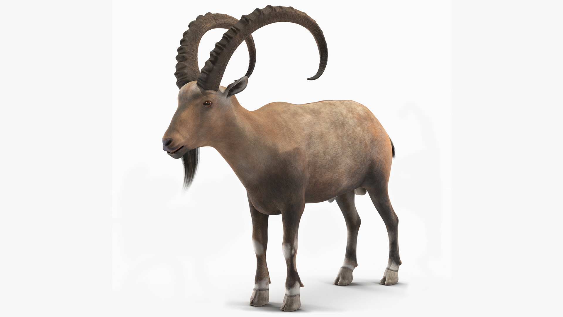 Alpine Ibex Stand Pose 3D