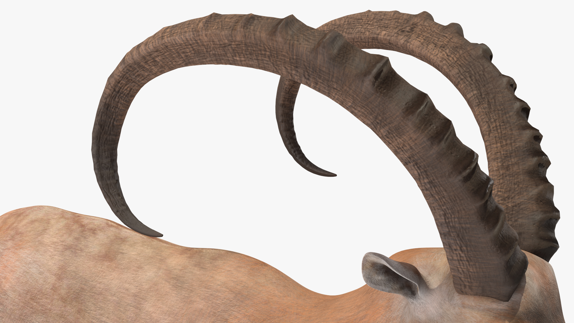 Alpine Ibex Stand Pose 3D