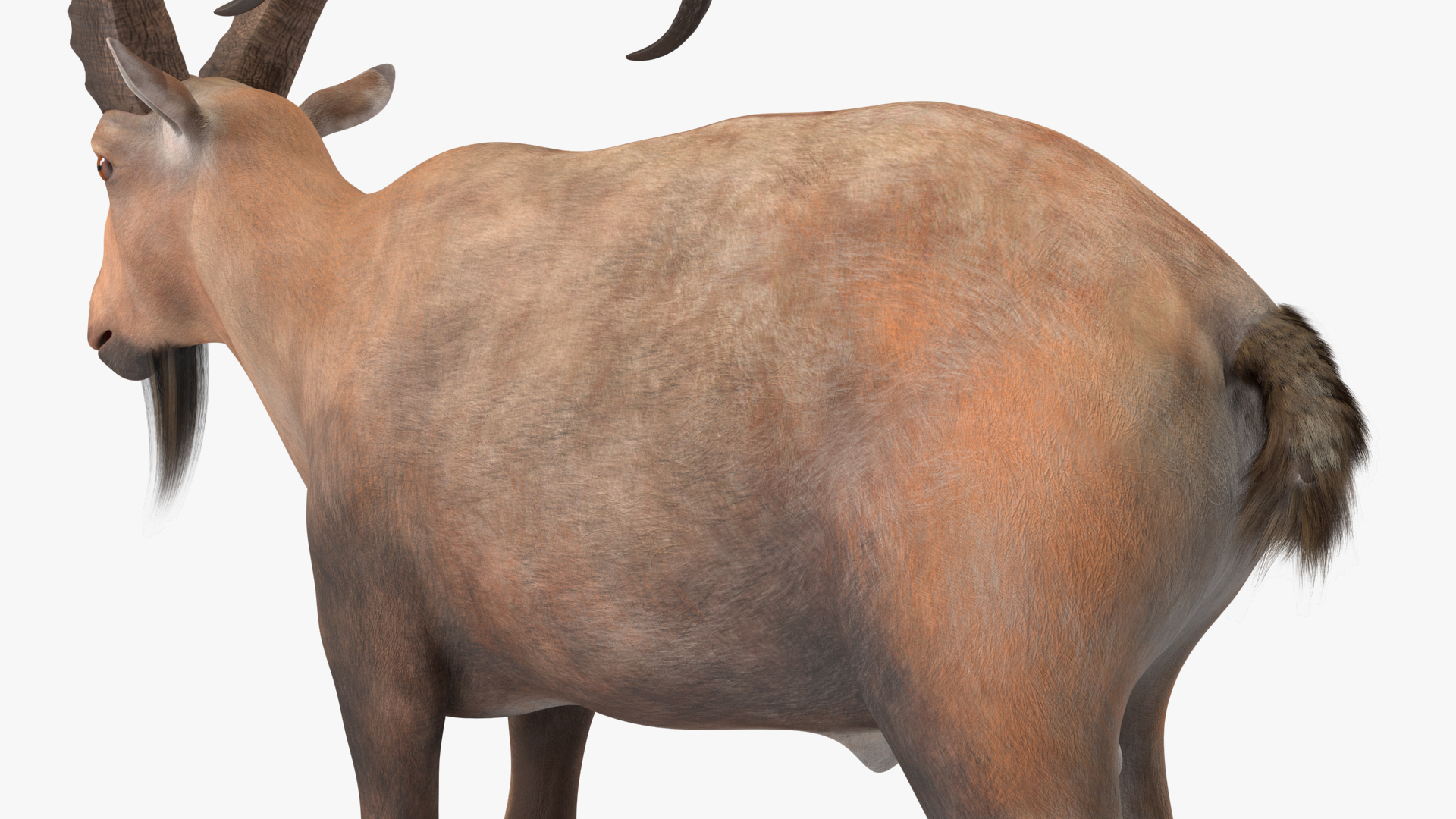 Alpine Ibex Stand Pose 3D