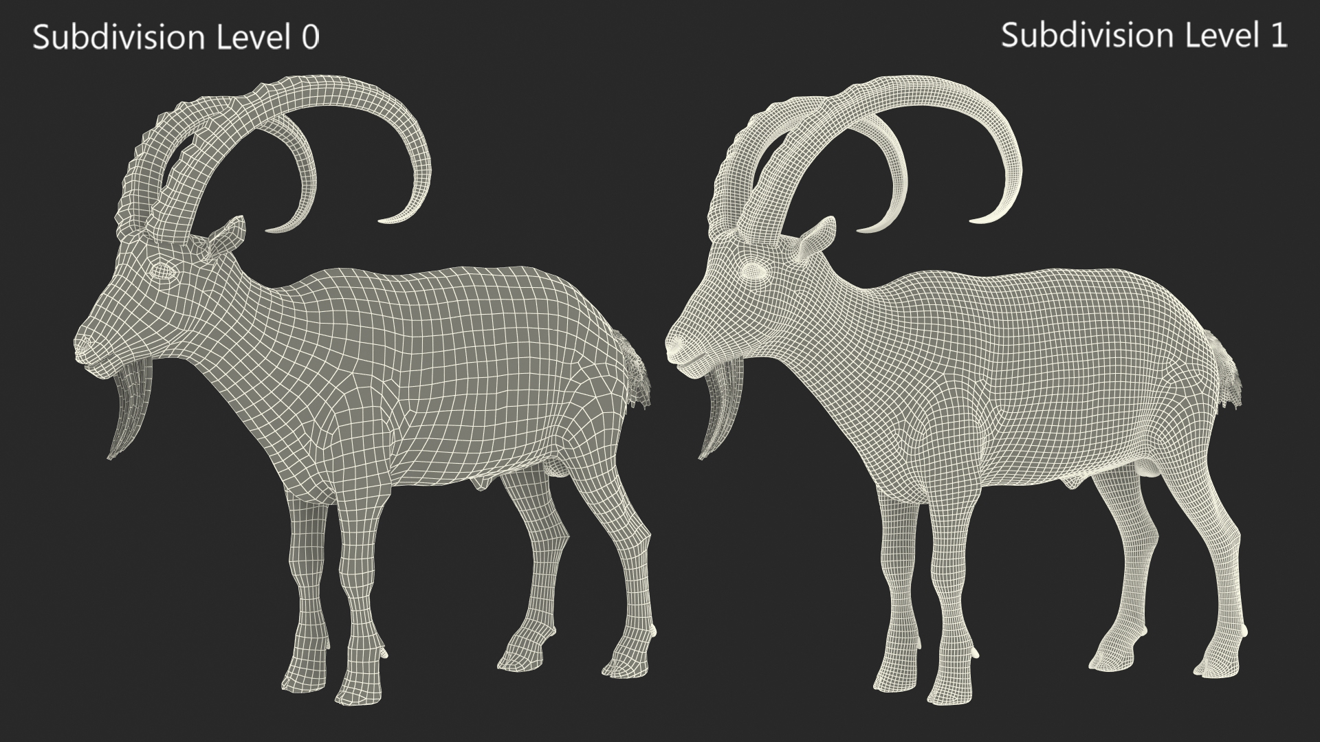 Alpine Ibex Stand Pose 3D
