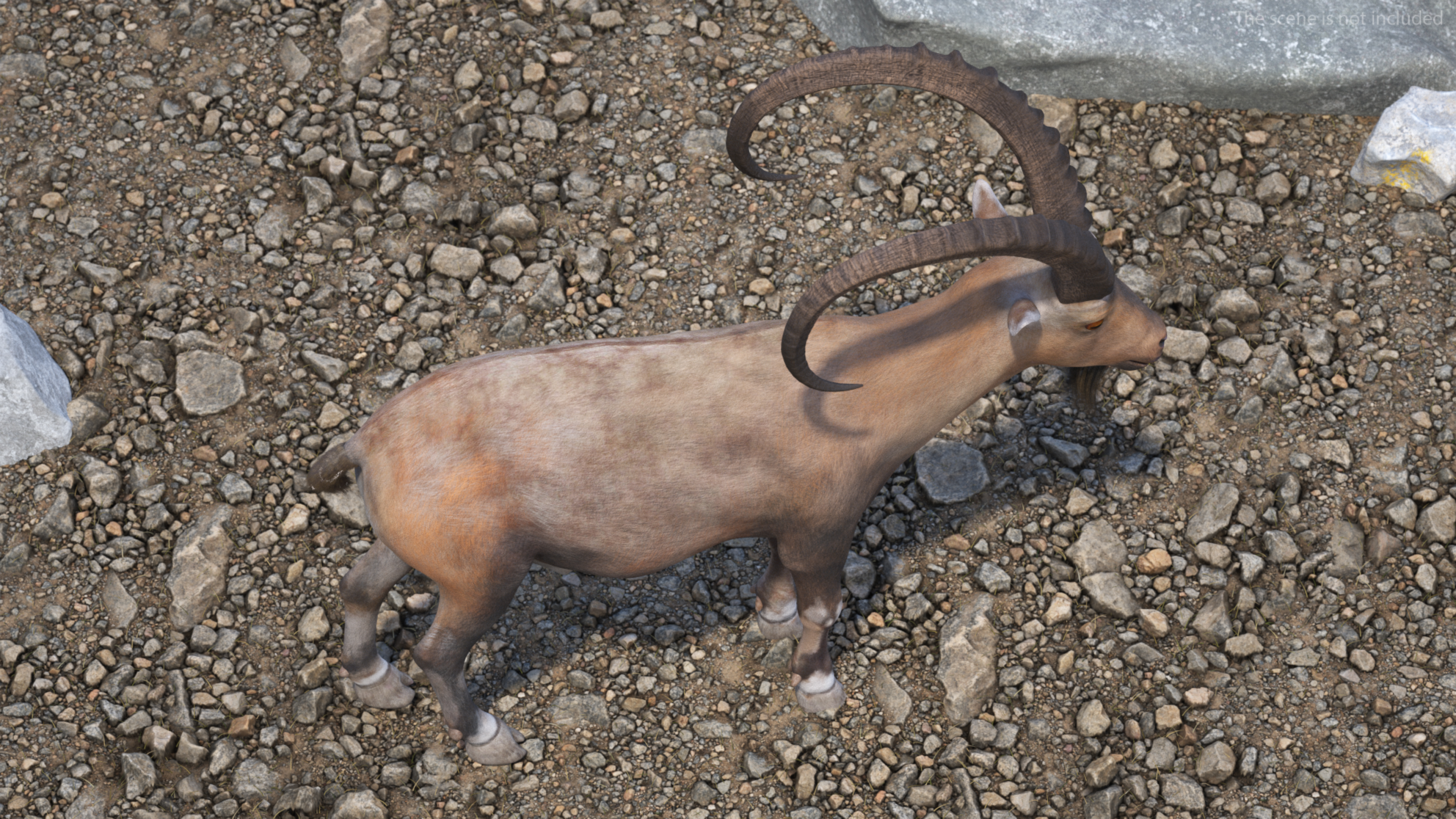 Alpine Ibex Stand Pose 3D