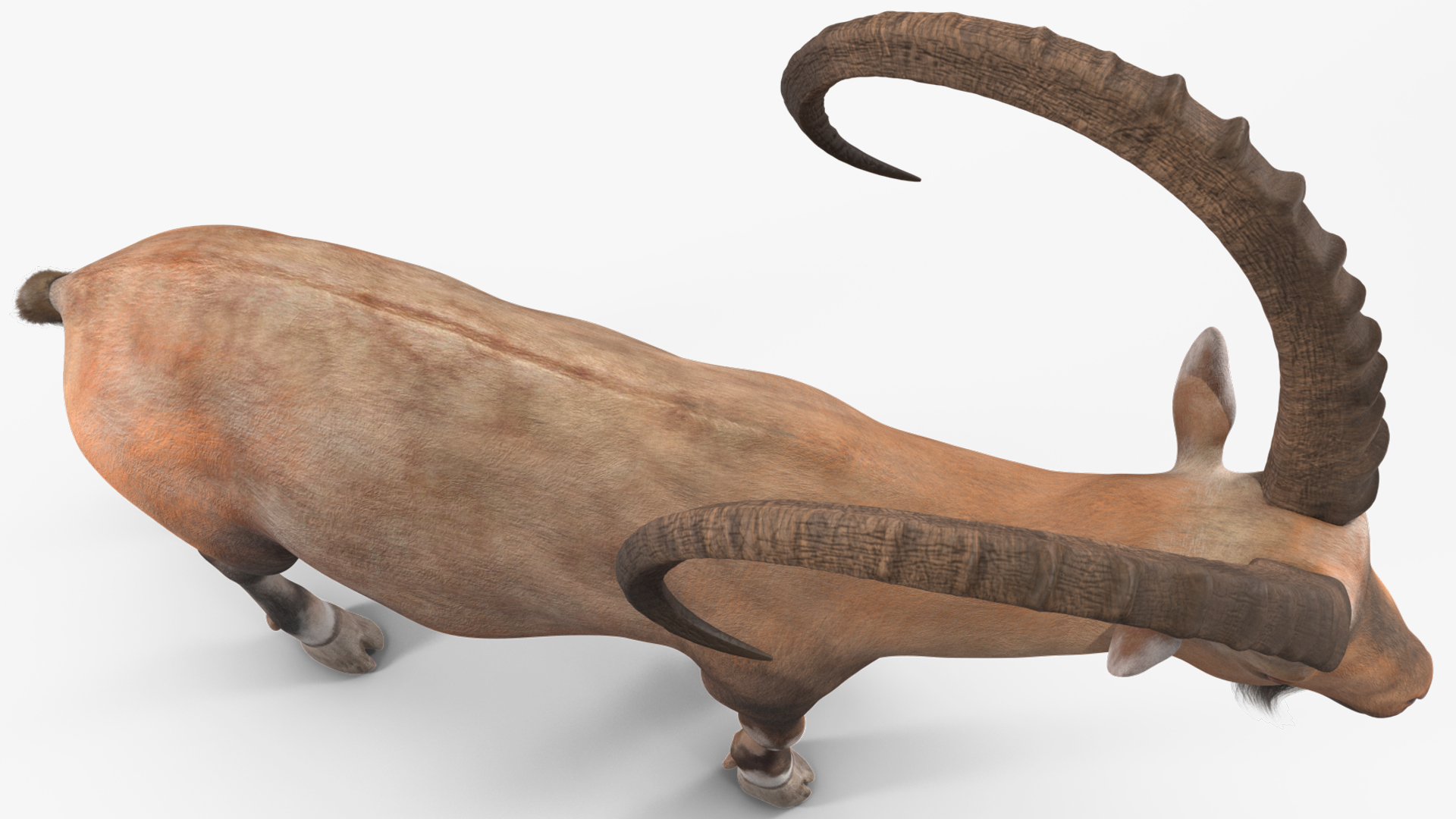 Alpine Ibex Stand Pose 3D