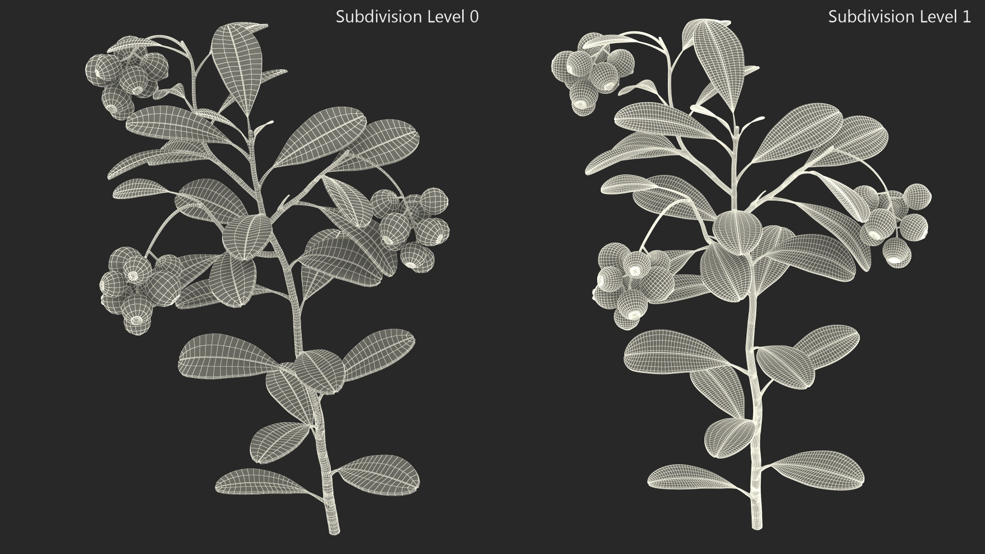 Cranberry Bush 3D model