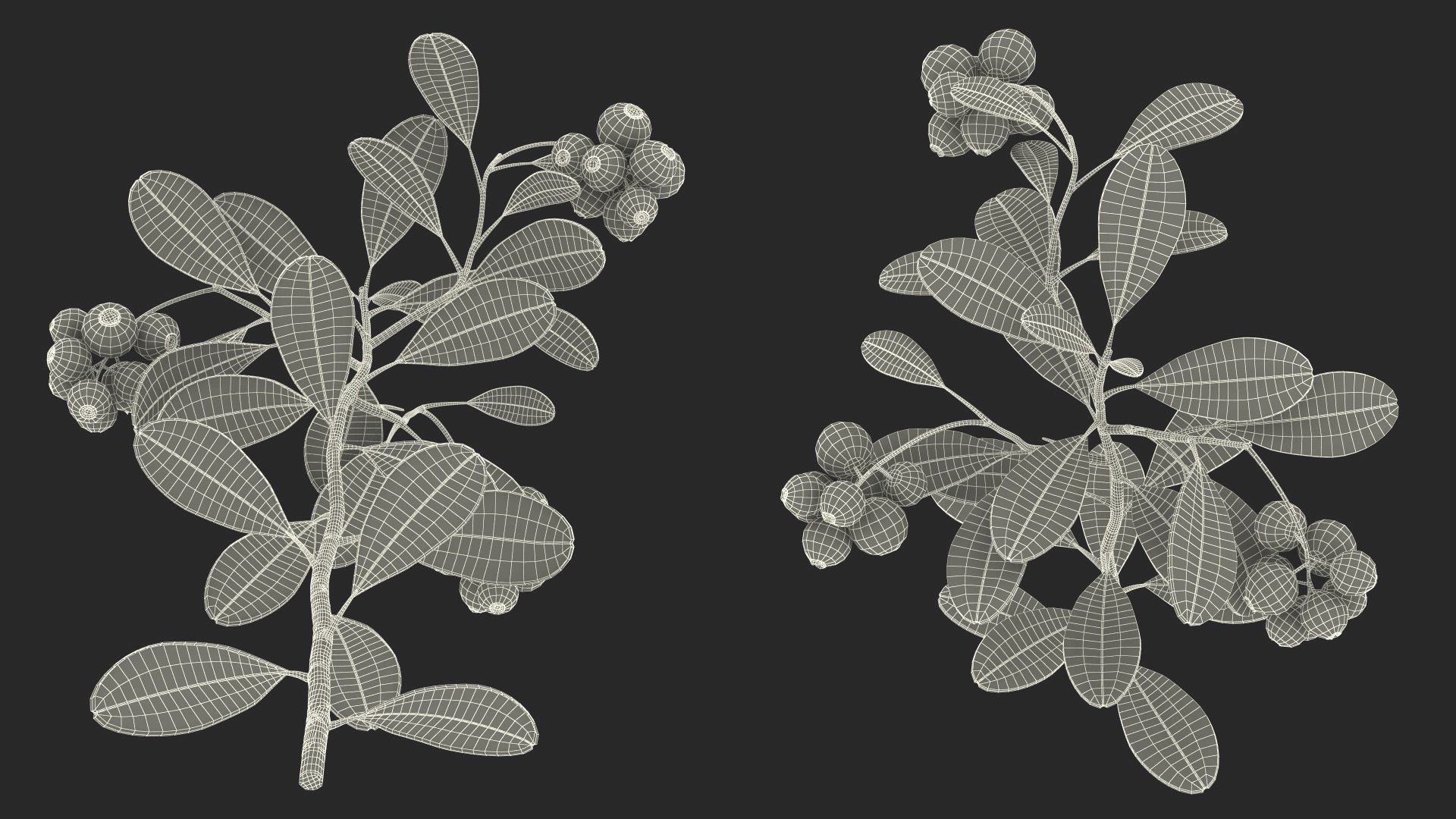 Cranberry Bush 3D model