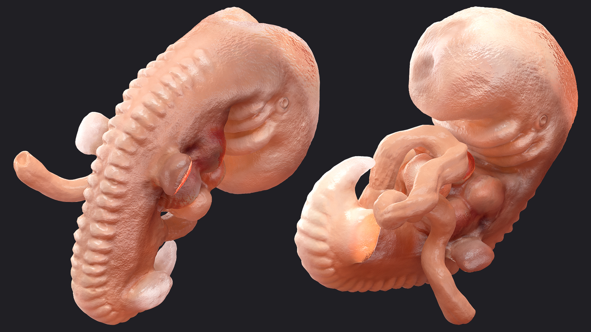 3D model Human Embryo 4 Weeks