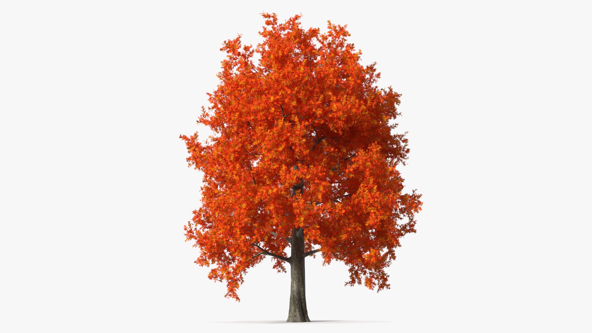 3D model Autumn Oak Tree