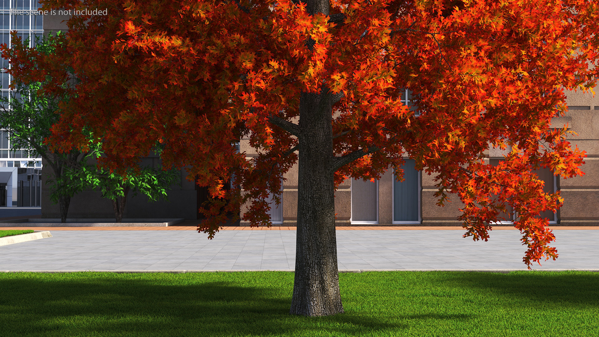 3D model Autumn Oak Tree