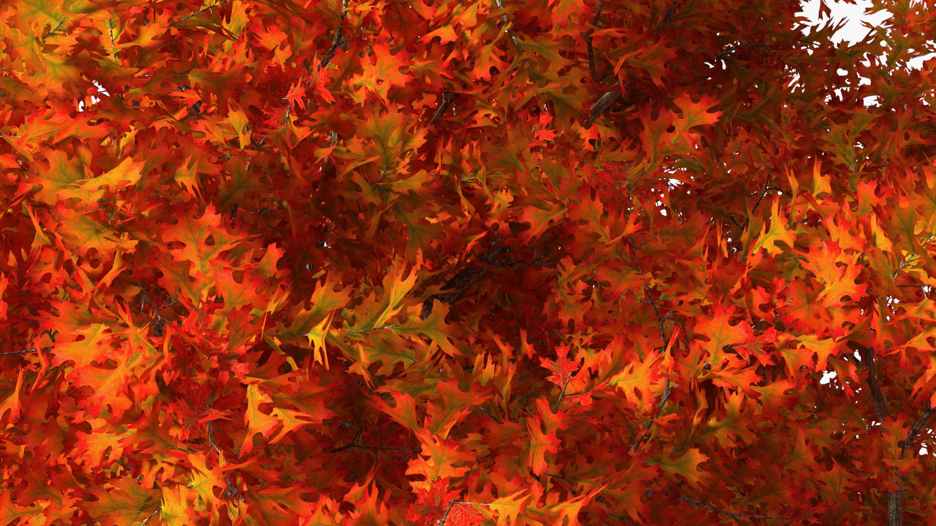 3D model Autumn Oak Tree