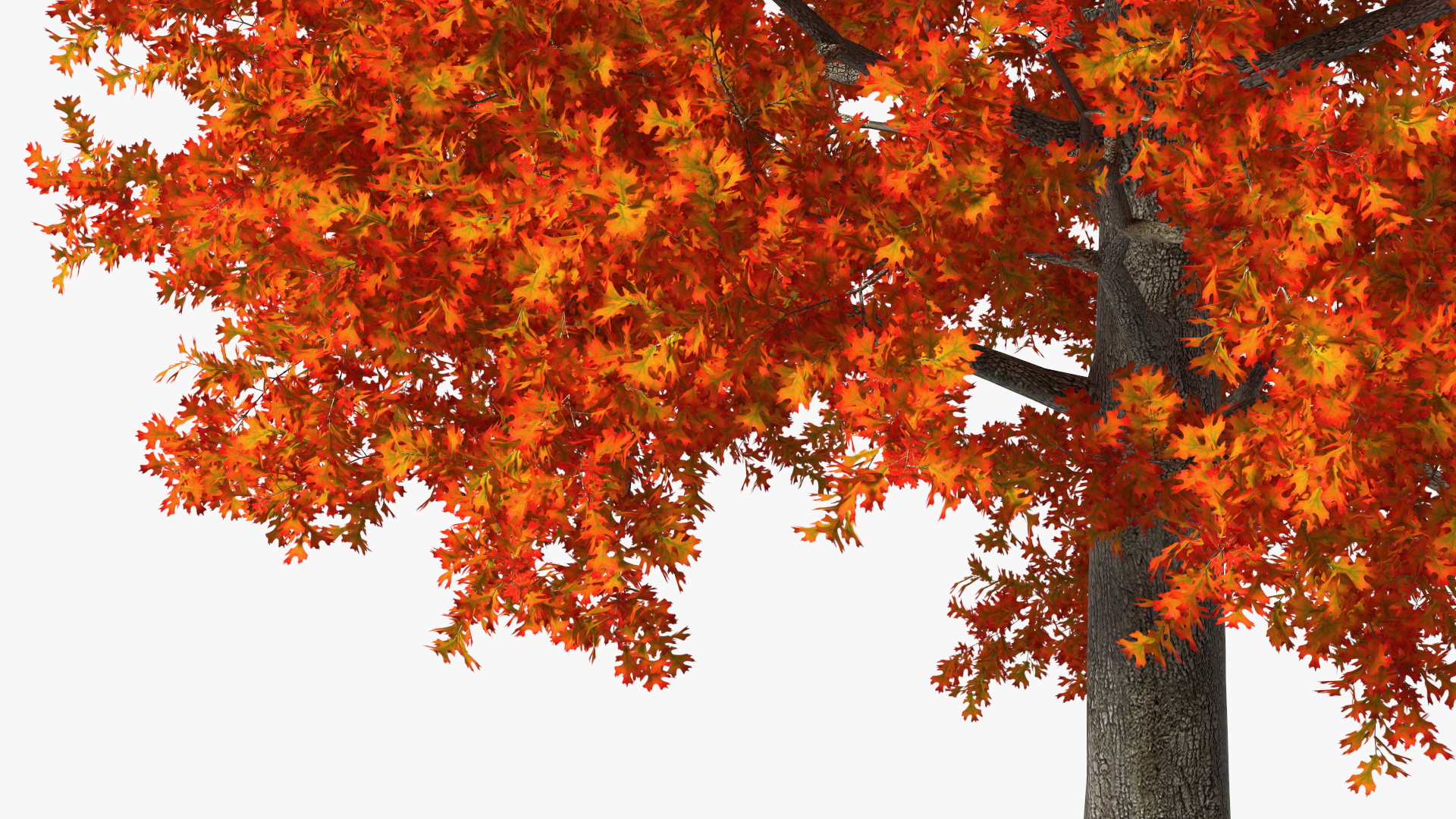 3D model Autumn Oak Tree