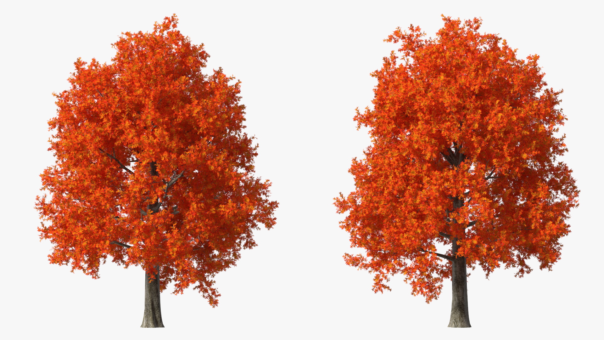 3D model Autumn Oak Tree