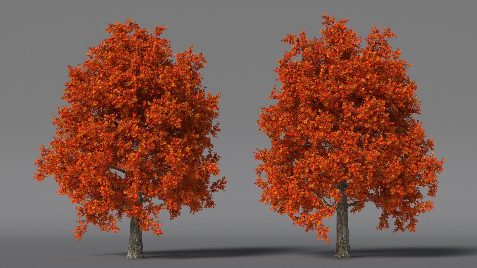 3D model Autumn Oak Tree