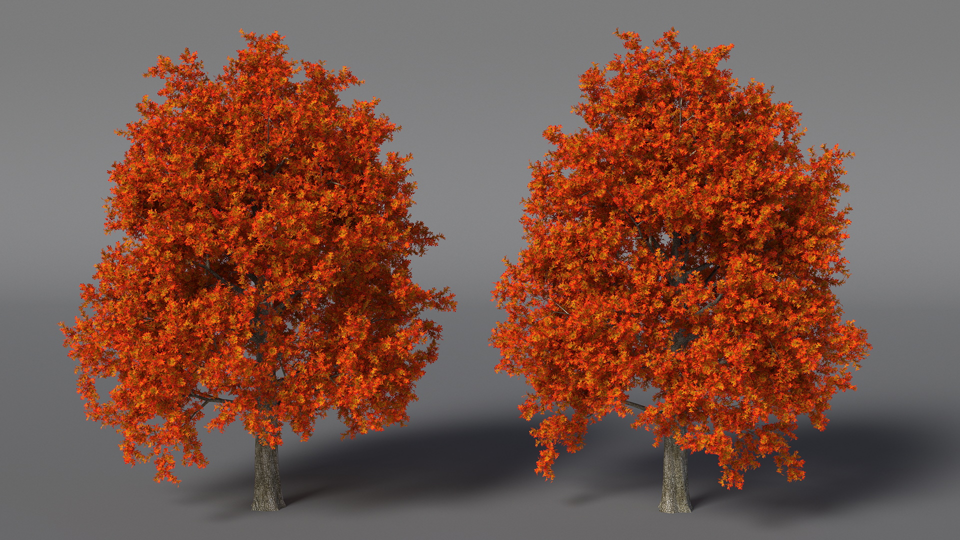 3D model Autumn Oak Tree