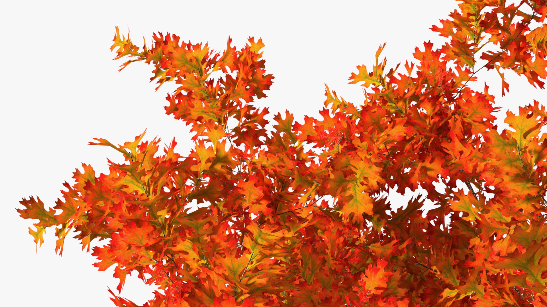 3D model Autumn Oak Tree