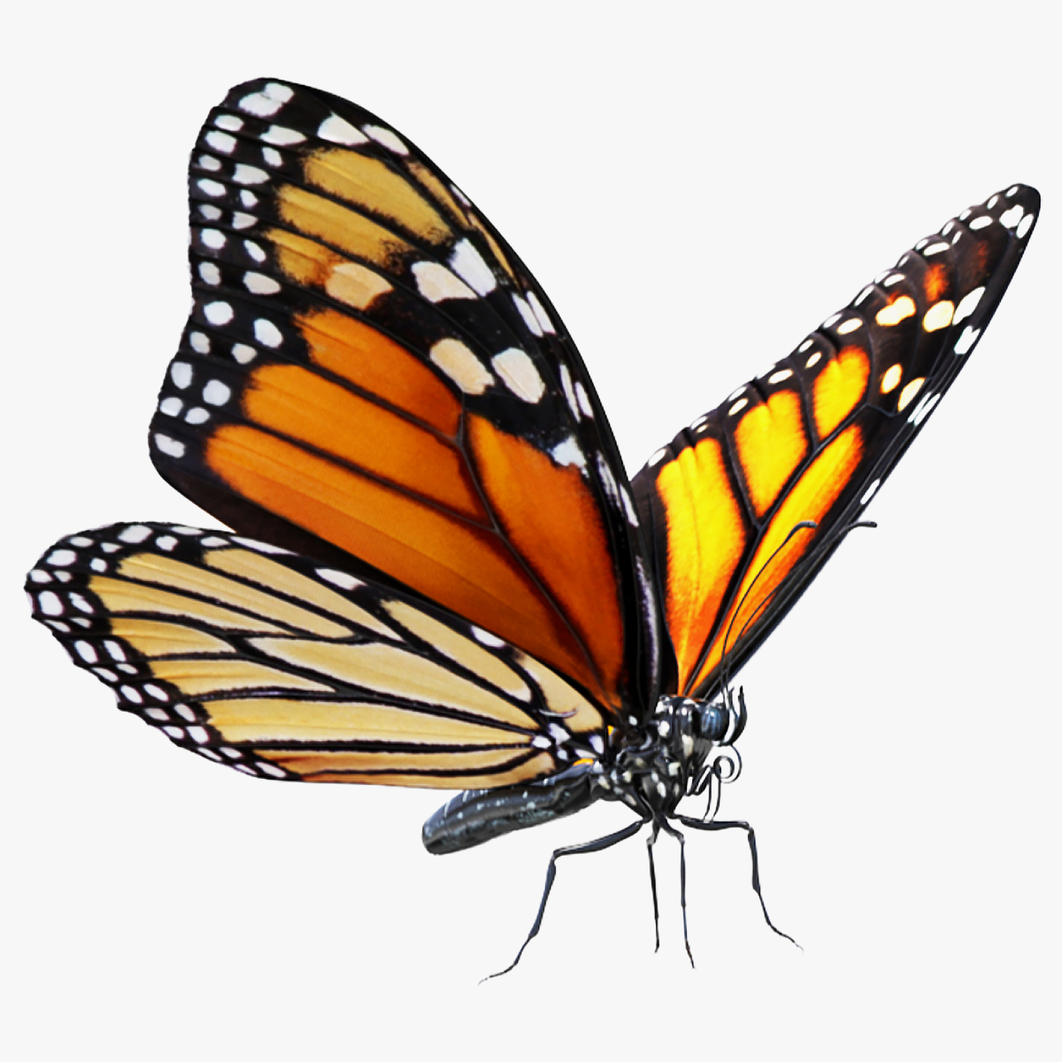 Monarch Butterfly Animated 3D model preview