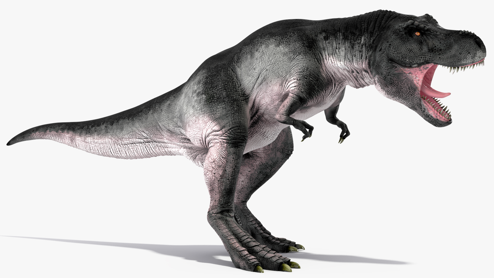 T Rex Roaring Animated Rigged 3D model