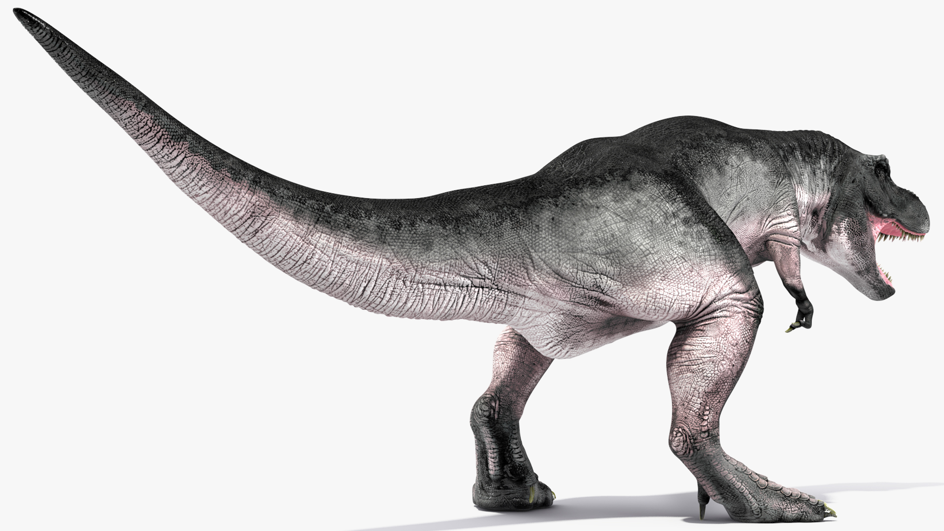 T Rex Roaring Animated Rigged 3D model