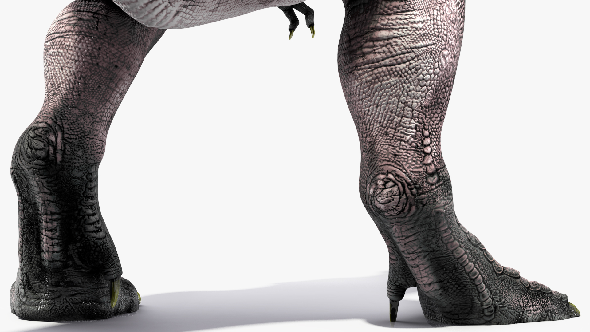 T Rex Roaring Animated Rigged 3D model