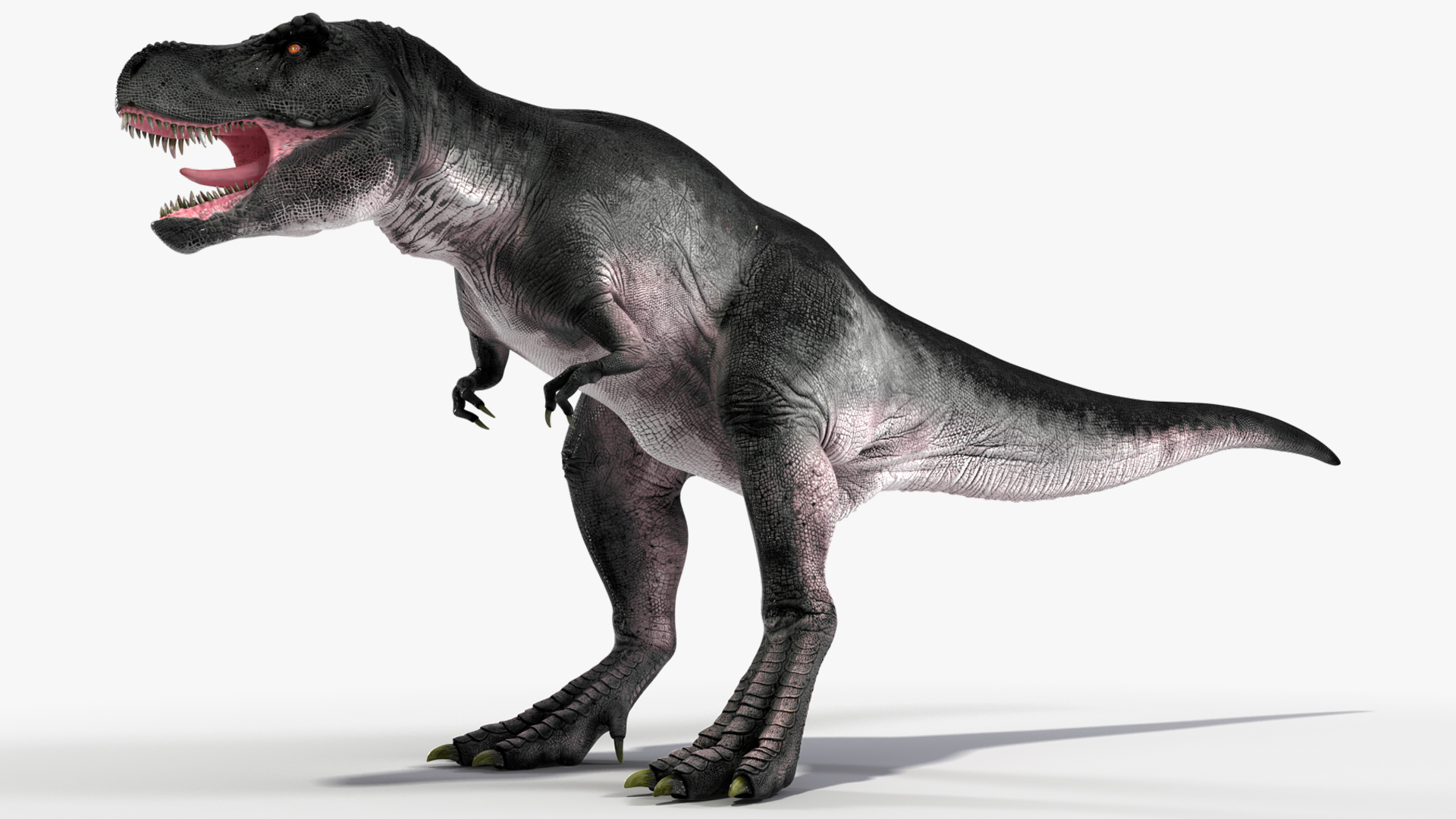 T Rex Roaring Animated Rigged 3D model